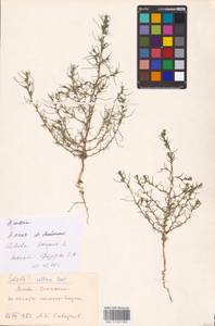 Salsola collina Pall., Eastern Europe, Moscow region (E4a) (Russia)
