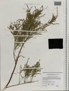 Tamarix ramosissima Ledeb., Eastern Europe, Rostov Oblast (E12a) (Russia)