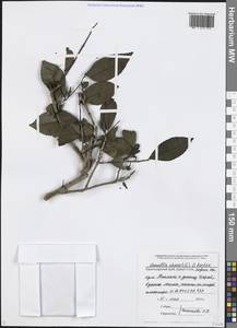 Camellia sinensis (L.) Kuntze, Caucasus, Black Sea Shore (from Novorossiysk to Adler) (K3) (Russia)