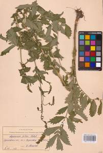 Agrimonia pilosa Ledeb., Eastern Europe, Central forest region (E5) (Russia)