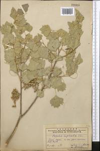 Populus euphratica Olivier, Middle Asia, Syr-Darian deserts & Kyzylkum (M7)