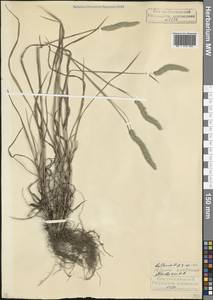 Phleum montanum K.Koch, Caucasus, North Ossetia, Ingushetia & Chechnya (K1c) (Russia)