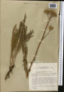 Handelia trichophylla (Schrenk ex Fisch. & C. A. Mey.) Heimerl, Middle Asia, Northern & Central Tian Shan (M4) (Kazakhstan)