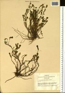 Artemisia obtusiloba Ledeb., Siberia, Altai & Sayany Mountains (S2) (Russia)