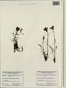 Pedicularis interior (Hultén) Molau & D. F. Murray, Siberia, Central Siberia (S3) (Russia)