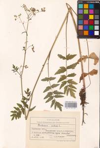 Pastinaca sativa L., Eastern Europe, Central forest-and-steppe region (E6) (Russia)