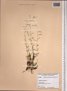 Epilobium palustre L., Siberia, Central Siberia (S3) (Russia)