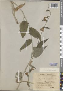 Campanula rapunculoides L., Eastern Europe, North-Western region (E2) (Russia)