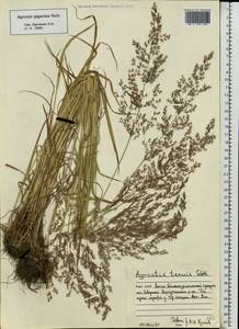 Agrostis gigantea Roth, Eastern Europe, Northern region (E1) (Russia)