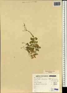 Arabis caucasica Willd., South Asia, South Asia (Asia outside ex-Soviet states and Mongolia) (ASIA) (Iran)