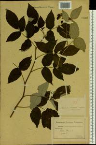 Rubus idaeus L., Eastern Europe, Rostov Oblast (E12a) (Russia)