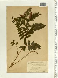 Vicia cassubica L., Eastern Europe, Moscow region (E4a) (Russia)