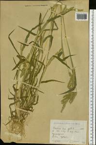 Echinochloa crus-galli (L.) P.Beauv., Siberia, Western (Kazakhstan) Altai Mountains (S2a) (Kazakhstan)