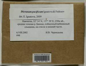 Dicranum pacificum Ignatova & Fedosov, Bryophytes, Bryophytes - Chukotka & Kamchatka (B21) (Russia)