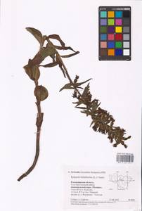 Epipactis helleborine (L.) Crantz, Eastern Europe, Central region (E4) (Russia)