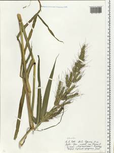 Echinochloa, Eastern Europe, Moscow region (E4a) (Russia)