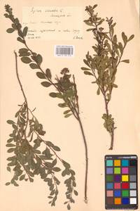 Spiraea crenata L., Eastern Europe, Central forest-and-steppe region (E6) (Russia)