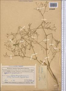 Gypsophila altissima L., Middle Asia, Muyunkumy, Balkhash & Betpak-Dala (M9) (Kazakhstan)