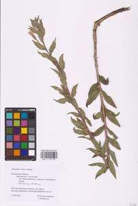 Oenothera villosa Thunb., Eastern Europe, Central region (E4) (Russia)