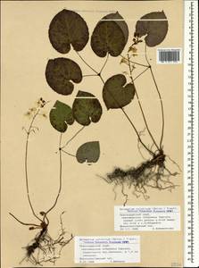 Epimedium pinnatum subsp. colchicum (Boiss.) N. Busch, Caucasus, Black Sea Shore (from Novorossiysk to Adler) (K3) (Russia)