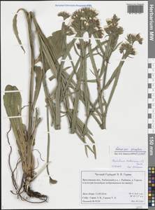 Limonium sinuatum (L.) Mill., Eastern Europe, Central forest region (E5) (Russia)