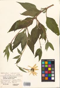 Helianthus tuberosus L., Eastern Europe, Lithuania (E2a) (Lithuania)