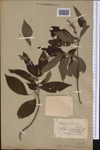 Clethra acuminata Michx., America (AMER) (United States)