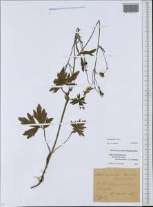 Ranunculus acris L., Eastern Europe, Eastern region (E10) (Russia)