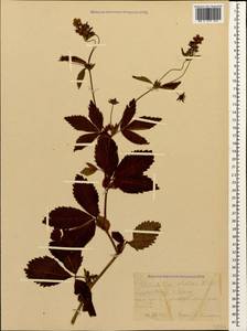 Potentilla elatior Willd. ex D. F. K. Schltdl., Caucasus, Krasnodar Krai & Adygea (K1a) (Russia)