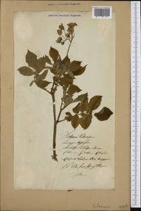 Solanum tuberosum L., Eastern Europe, Lithuania (E2a) (Lithuania)