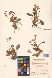 Primula vulgaris subsp. rubra (Sm.) Arcang., Caucasus, Abkhazia (K4a) (Abkhazia)