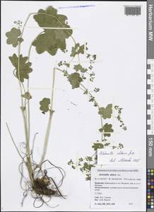 Alchemilla altaica Juz., Siberia, Baikal & Transbaikal region (S4) (Russia)