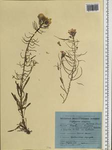 Erysimum redowskii Weinm., Siberia, Chukotka & Kamchatka (S7) (Russia)