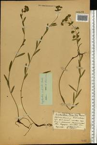 Euphorbia microcarpa (Prokh.) Krylov, Eastern Europe, Middle Volga region (E8) (Russia)