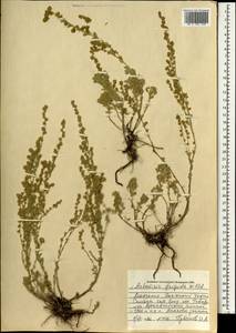 Artemisia frigida Willd., Mongolia (MONG) (Mongolia)