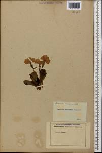 Primula amoena M. Bieb., Caucasus (no precise locality) (K0)