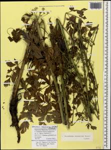 Dichoropetalum caucasicum (M. Bieb.) Soldano, Galasso & Banfi, Caucasus, Stavropol Krai, Karachay-Cherkessia & Kabardino-Balkaria (K1b) (Russia)