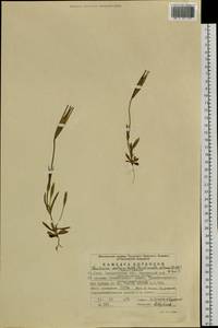 Gentianopsis detonsa, Eastern Europe, Eastern region (E10) (Russia)
