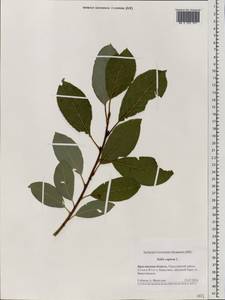 Salix caprea L., Eastern Europe, Central forest region (E5) (Russia)