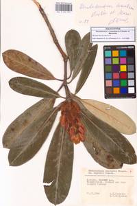 Rhododendron × charadzeae A.P.Khokhr. & Mazurenko, Caucasus, Georgia (K4) (Georgia)