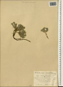 Alyssum canescens DC., South Asia, South Asia (Asia outside ex-Soviet states and Mongolia) (ASIA) (China)