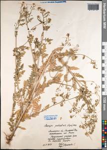 Rorippa palustris (L.) Besser, Siberia, Western Siberia (S1) (Russia)