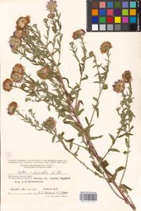 Symphyotrichum ×versicolor (Willd.) G. L. Nesom, Eastern Europe, Moscow region (E4a) (Russia)