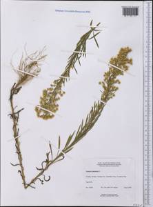 Erigeron canadensis L., America (AMER) (Canada)