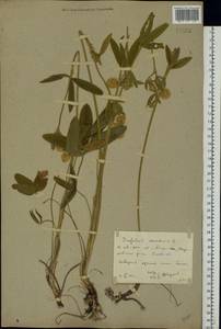 Trifolium montanum L., Eastern Europe, Rostov Oblast (E12a) (Russia)