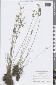 Juncus tenuis Willd., Siberia, Russian Far East (S6) (Russia)