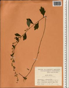 Artemisia keiskeana Miq., South Asia, South Asia (Asia outside ex-Soviet states and Mongolia) (ASIA) (North Korea)