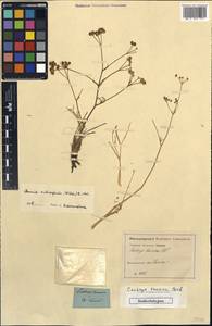 Rumia crithmifolia (Willd.) Koso-Pol., Crimea (KRYM) (Russia)