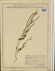 Conringia orientalis (L.) Dumort., Eastern Europe, Northern region (E1) (Russia)