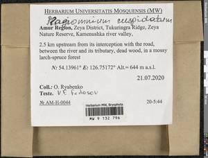 Plagiomnium cuspidatum (Hedw.) T.J. Kop., Bryophytes, Bryophytes - Russian Far East (excl. Chukotka & Kamchatka) (B20) (Russia)